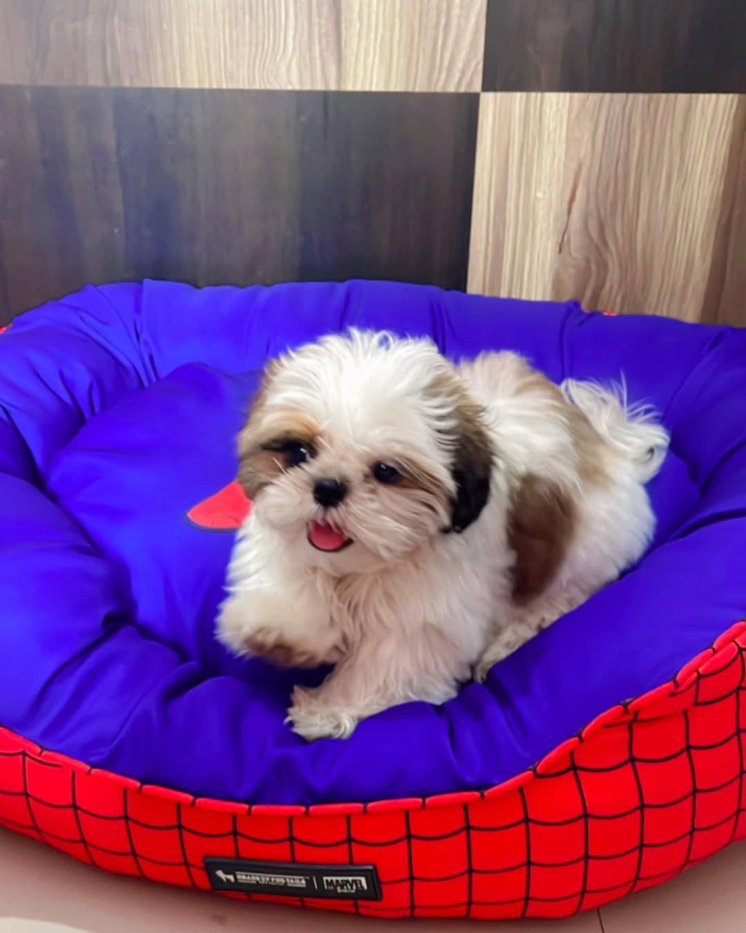 Shih Tzu